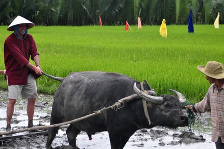 Hoi An Foreign tourists interested in planting rice